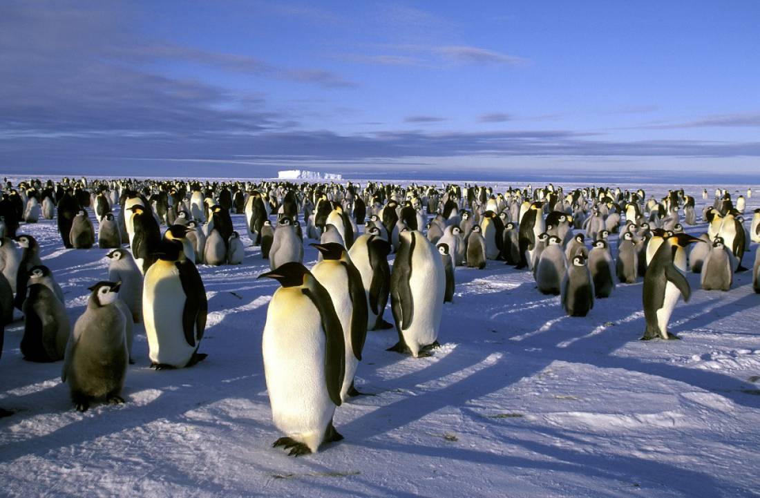 emperor penguin cruise